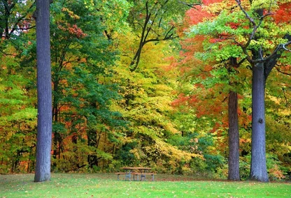 Trees with yellow and green trees in a park in Novi, Michigan